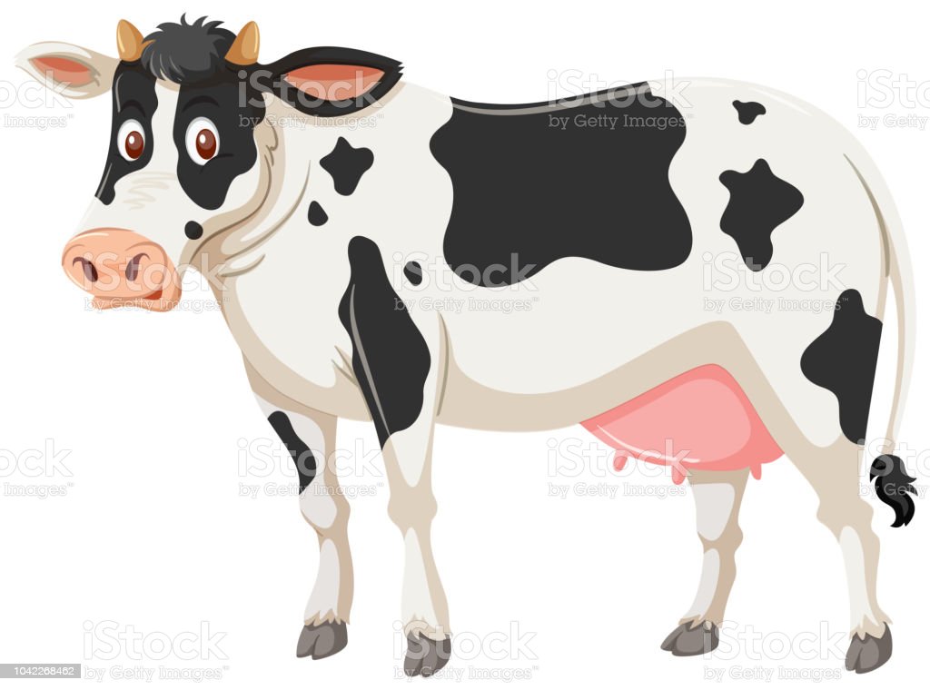 Detail Sapi Background Putih Nomer 12