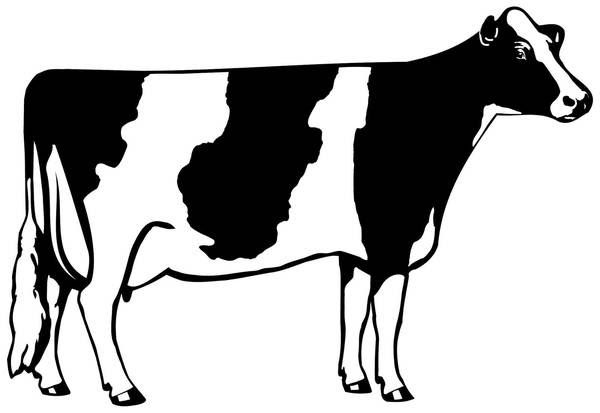 Detail Sapi Background Putih Nomer 17