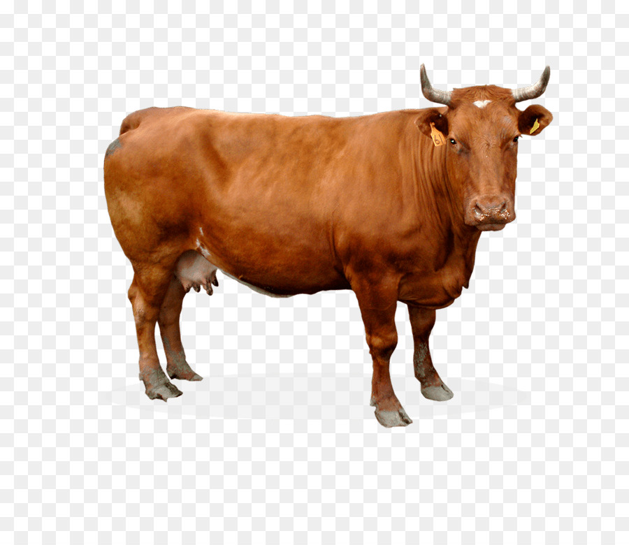 Detail Sapi Background Putih Nomer 19