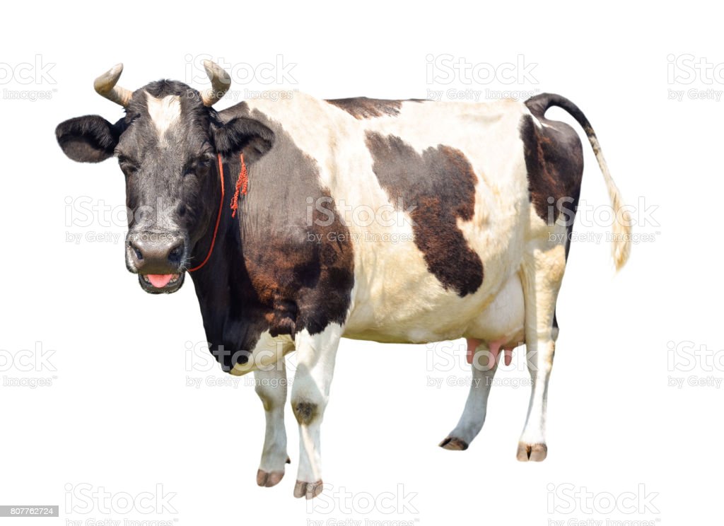 Detail Sapi Background Putih Nomer 20