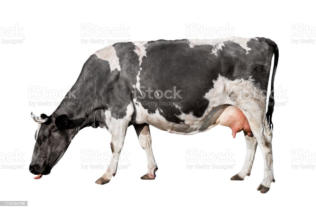 Detail Sapi Background Putih Nomer 21