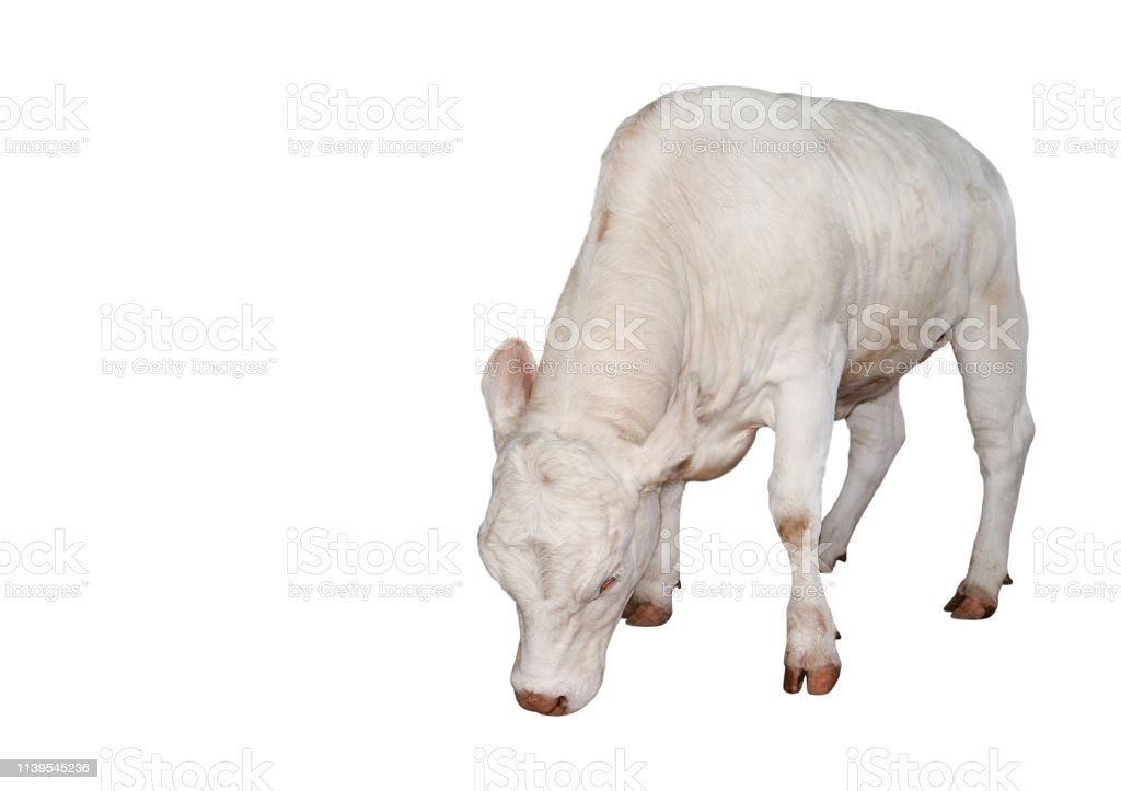 Detail Sapi Background Putih Nomer 23