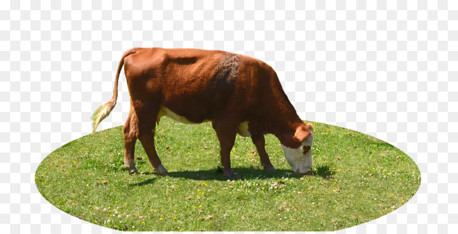 Detail Sapi Background Putih Nomer 29