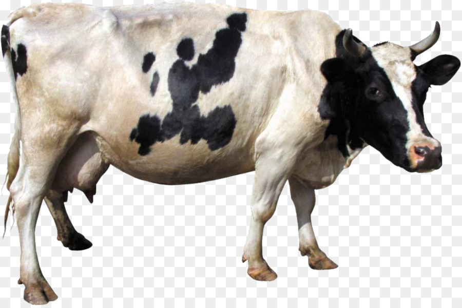 Detail Sapi Background Putih Nomer 4