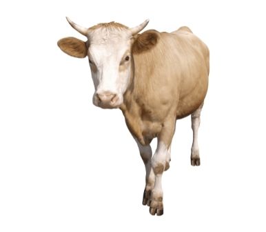 Detail Sapi Background Putih Nomer 36