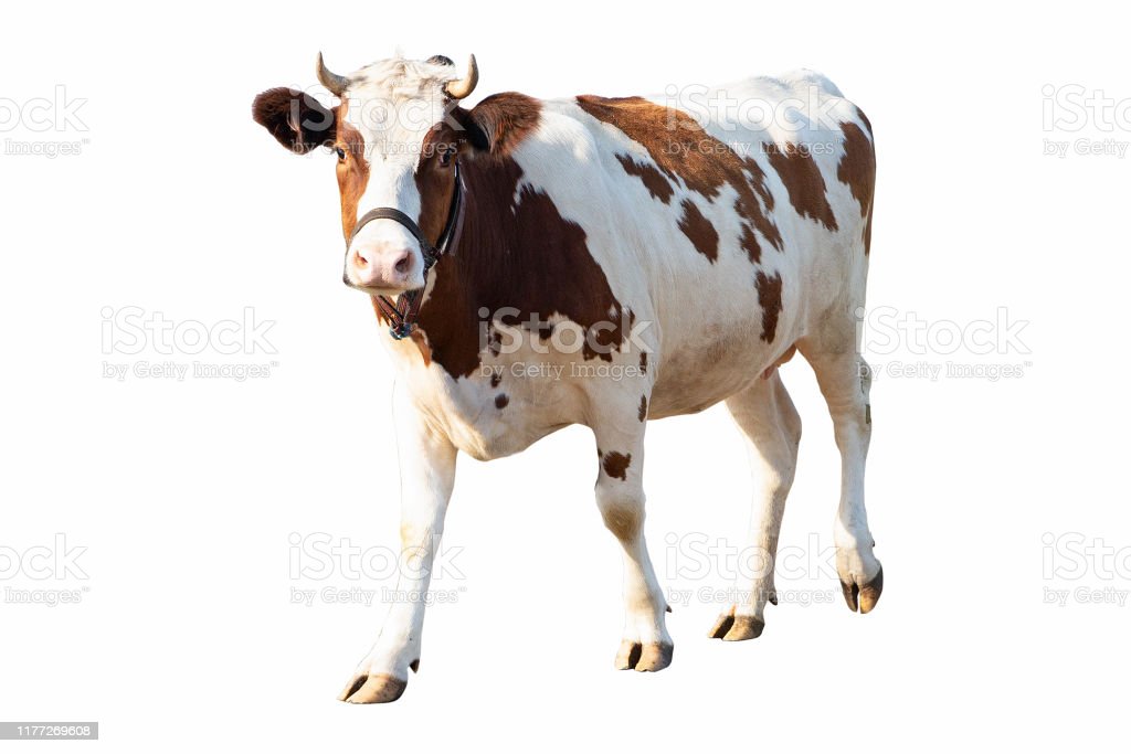 Detail Sapi Background Putih Nomer 5