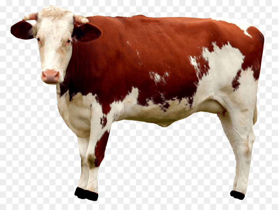 Detail Sapi Background Putih Nomer 47