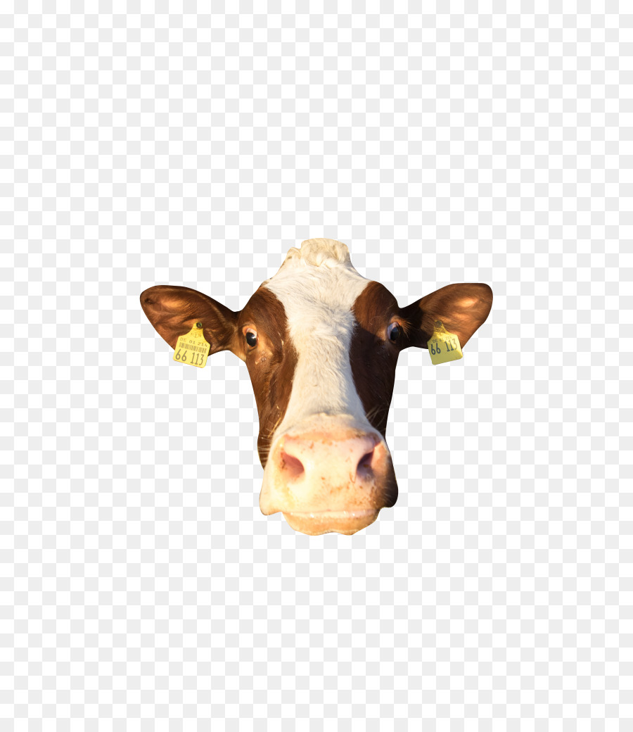Detail Sapi Background Putih Nomer 49