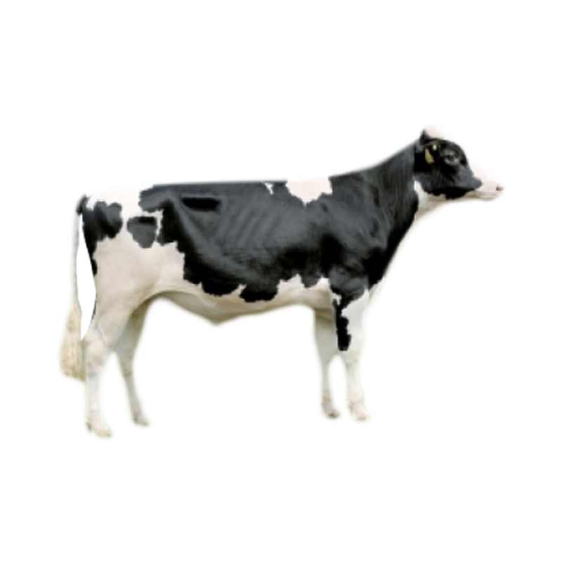 Detail Sapi Background Putih Nomer 50