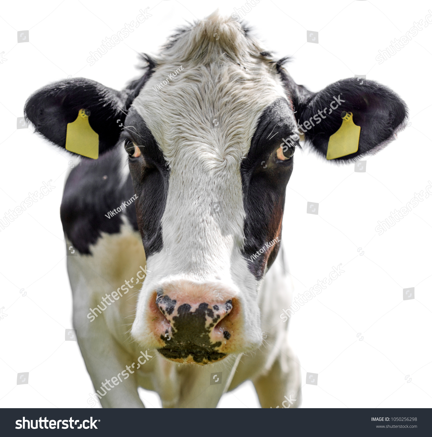 Detail Sapi Background Putih Nomer 52