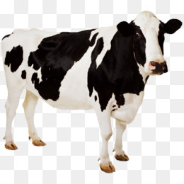 Detail Sapi Background Putih Nomer 8