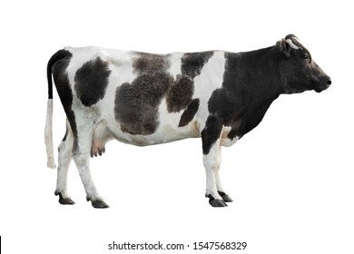 Detail Sapi Background Putih Nomer 10