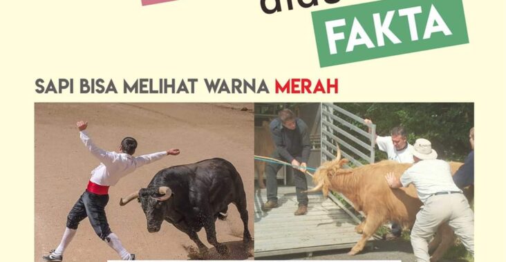 Detail Sapi Berwarna Merah Nomer 28