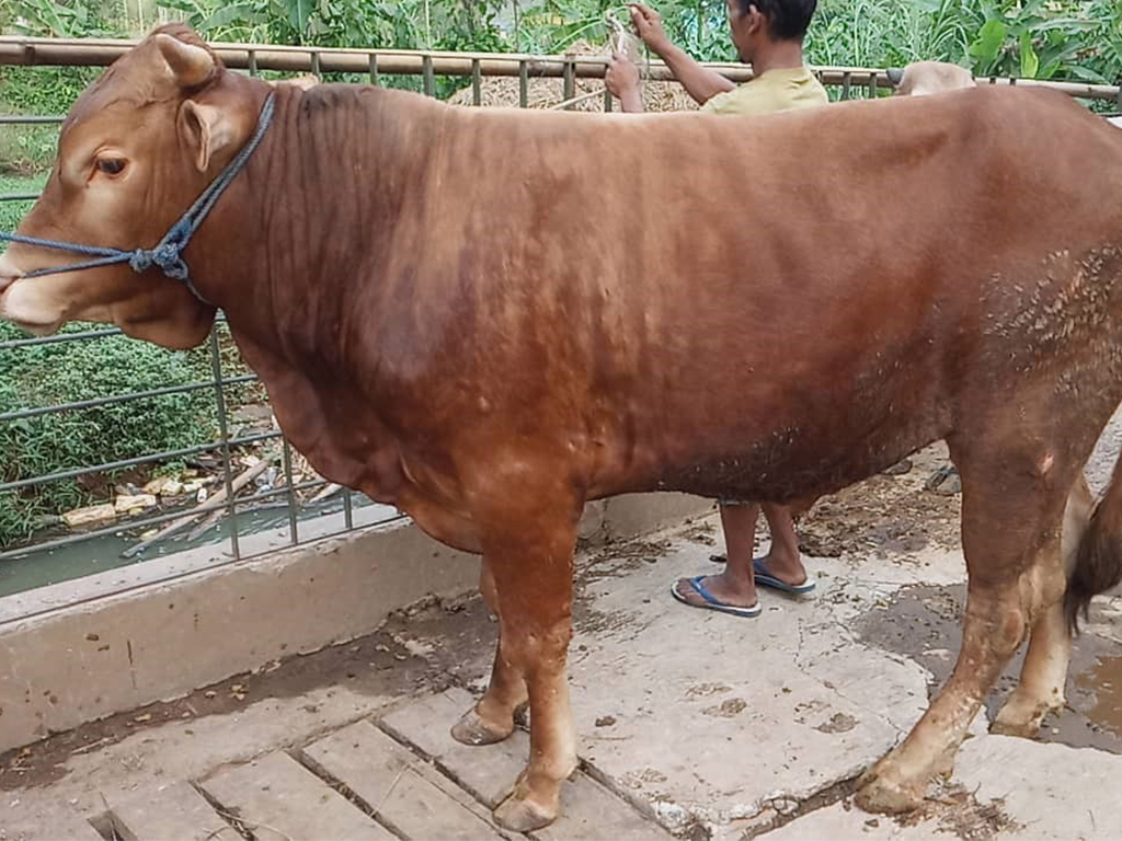 Detail Sapi Berwarna Merah Nomer 46