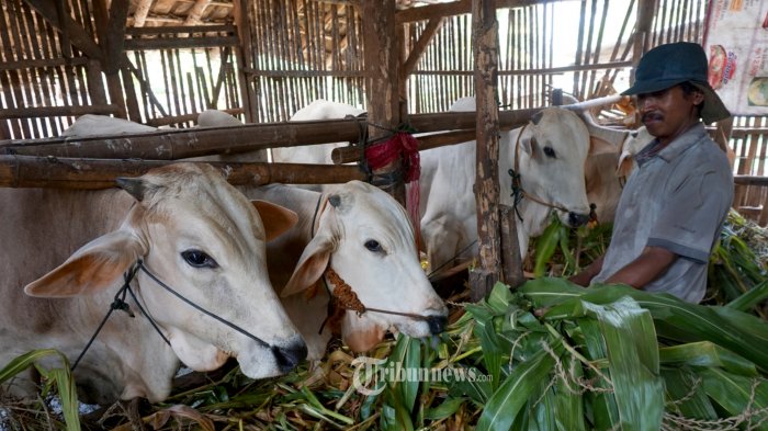 Detail Sapi Dan Domba Nomer 5