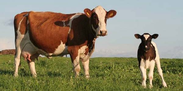Detail Sapi Dan Domba Nomer 6