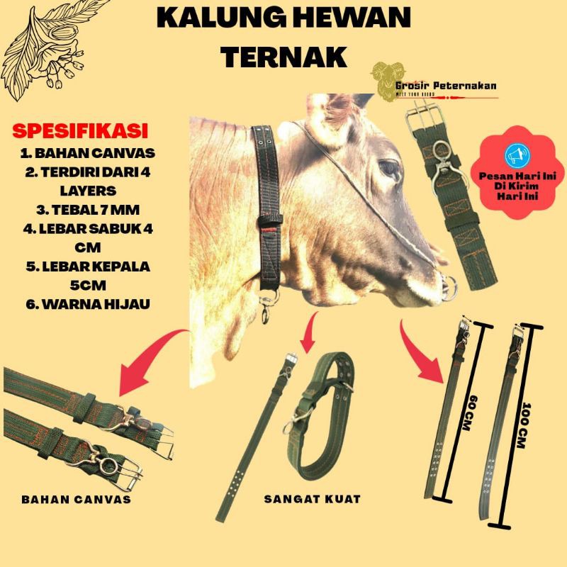 Detail Sapi Dan Domba Nomer 47