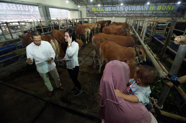 Detail Sapi Dan Domba Nomer 53