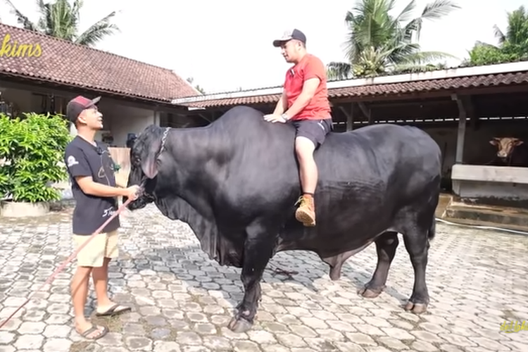 Detail Sapi Dan Kambing Kurban Png Nomer 29