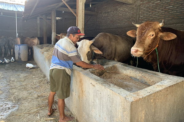 Detail Sapi Dan Kambing Kurban Png Nomer 41