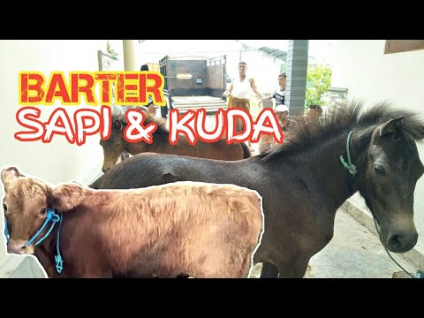 Detail Sapi Dan Kuda Nomer 4