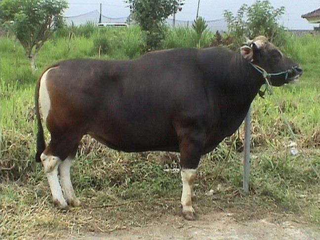 Detail Sapi Dan Lembu Nomer 19