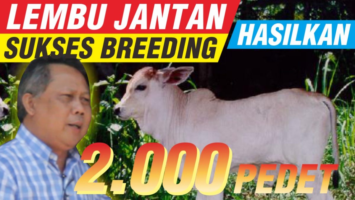 Detail Sapi Dan Lembu Nomer 29