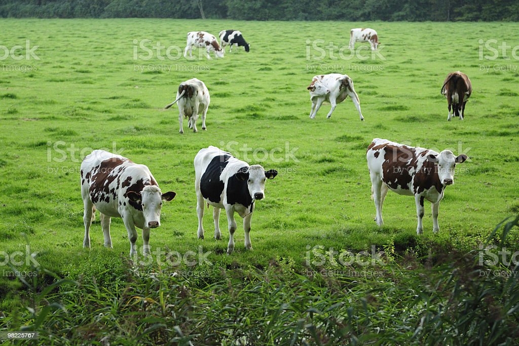 Detail Sapi Di Padang Rumput Nomer 2