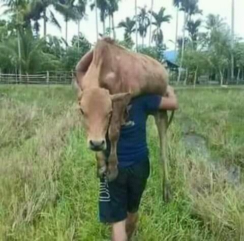 Detail Sapi Gokil Nomer 3