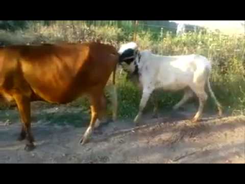 Detail Sapi Gokil Nomer 4