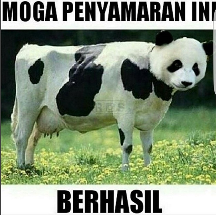 Detail Sapi Gokil Nomer 52