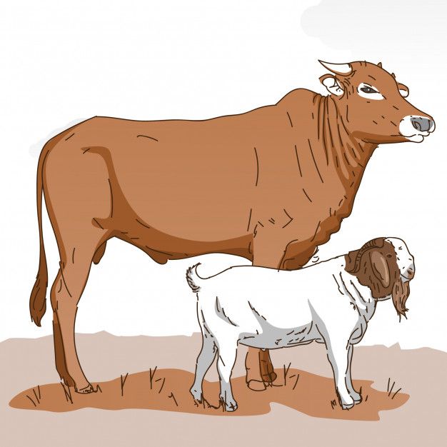 Sapi Kambing Vector - KibrisPDR