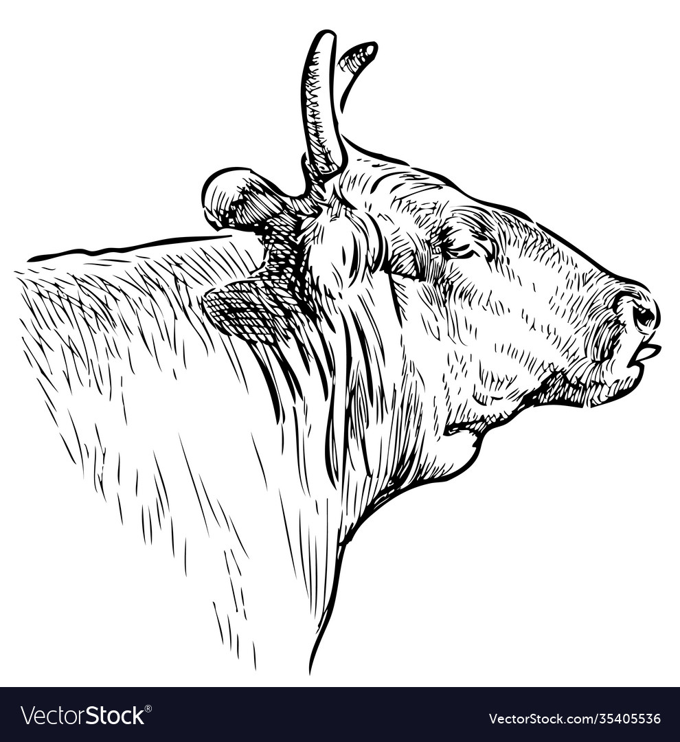 Detail Sapi Kambing Vector Nomer 19