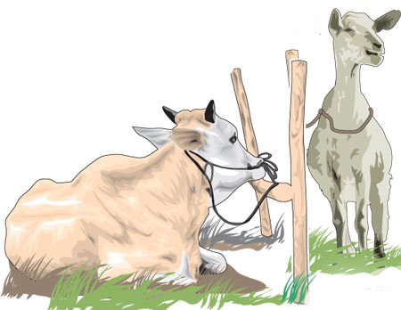 Detail Sapi Kambing Vector Nomer 22
