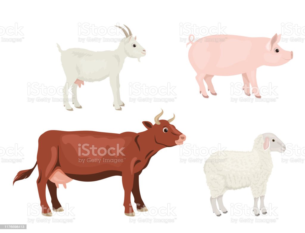 Detail Sapi Kambing Vector Nomer 24