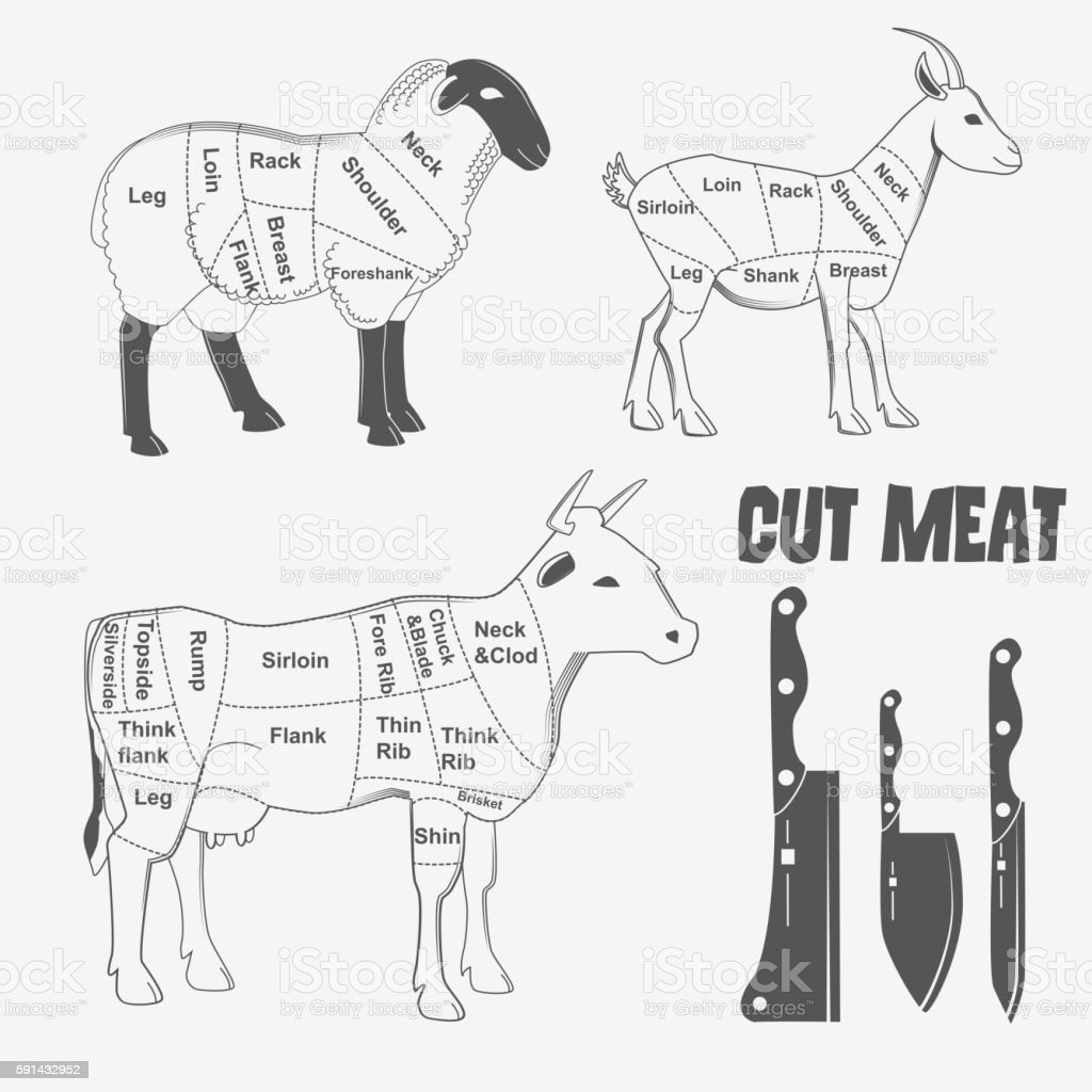 Detail Sapi Kambing Vector Nomer 42
