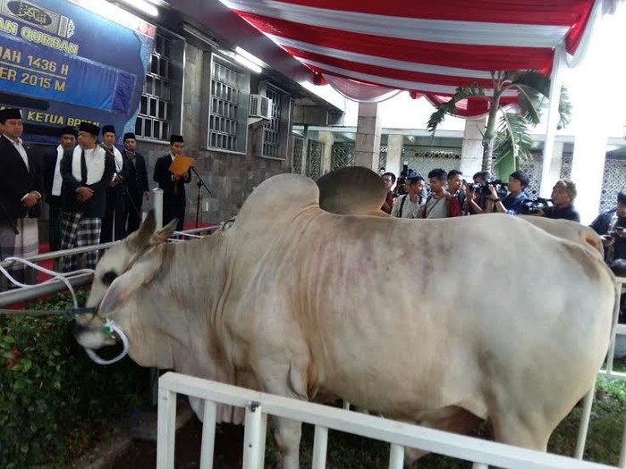 Sapi Kurban Jokowi 2015 - KibrisPDR