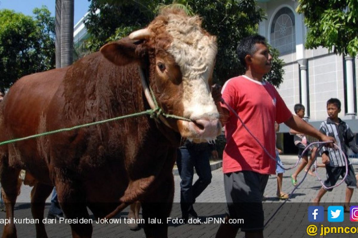 Detail Sapi Kurban Jokowi 2015 Nomer 11