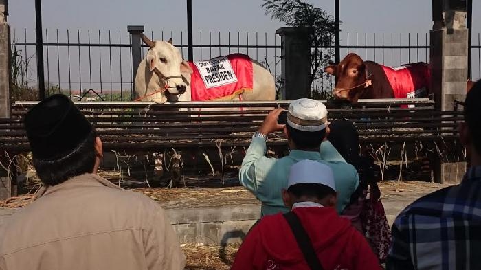 Detail Sapi Kurban Jokowi 2015 Nomer 14