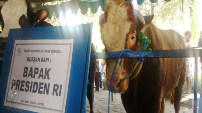 Detail Sapi Kurban Jokowi 2015 Nomer 17