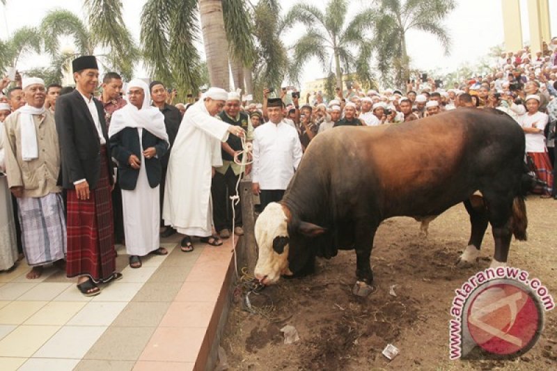 Detail Sapi Kurban Jokowi 2015 Nomer 21