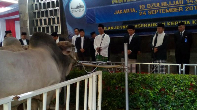 Detail Sapi Kurban Jokowi 2015 Nomer 23