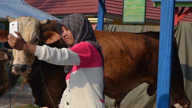 Detail Sapi Kurban Jokowi 2015 Nomer 25