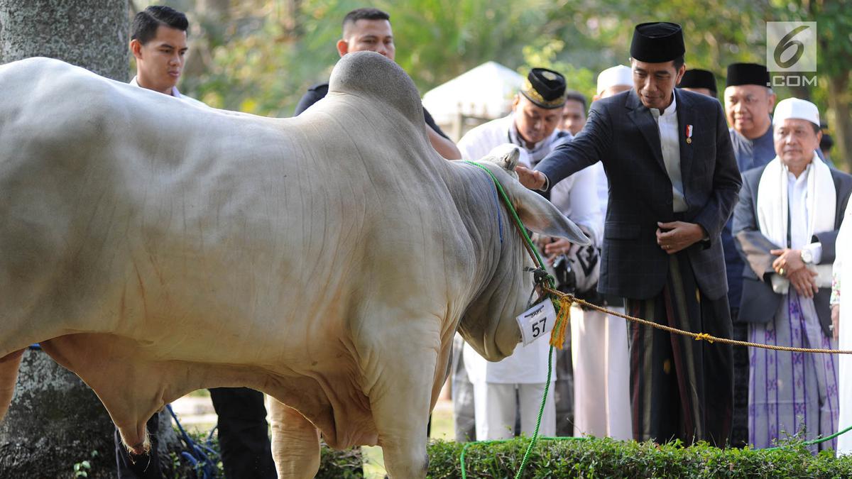 Detail Sapi Kurban Jokowi 2015 Nomer 39