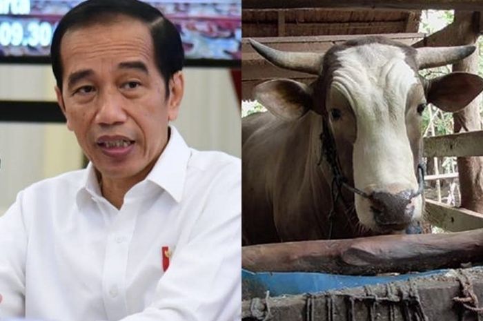 Detail Sapi Kurban Jokowi 2015 Nomer 47