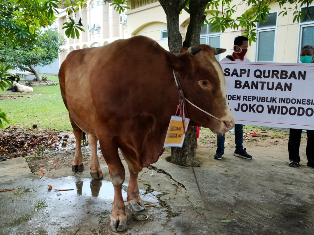 Detail Sapi Kurban Jokowi 2015 Nomer 48