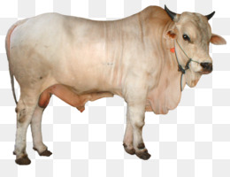 Detail Sapi Kurban Vector Nomer 24