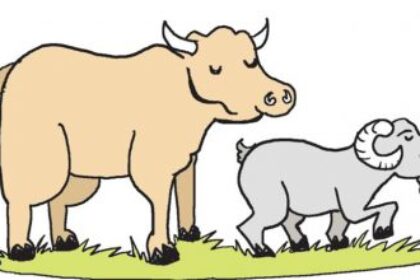 Detail Sapi Kurban Vector Nomer 26