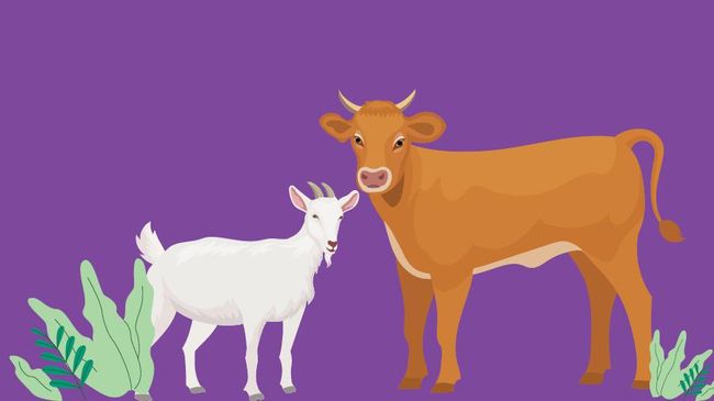 Detail Sapi Kurban Vector Nomer 36