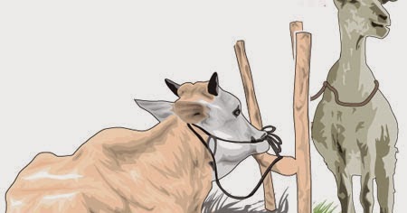 Detail Sapi Kurban Vector Nomer 39